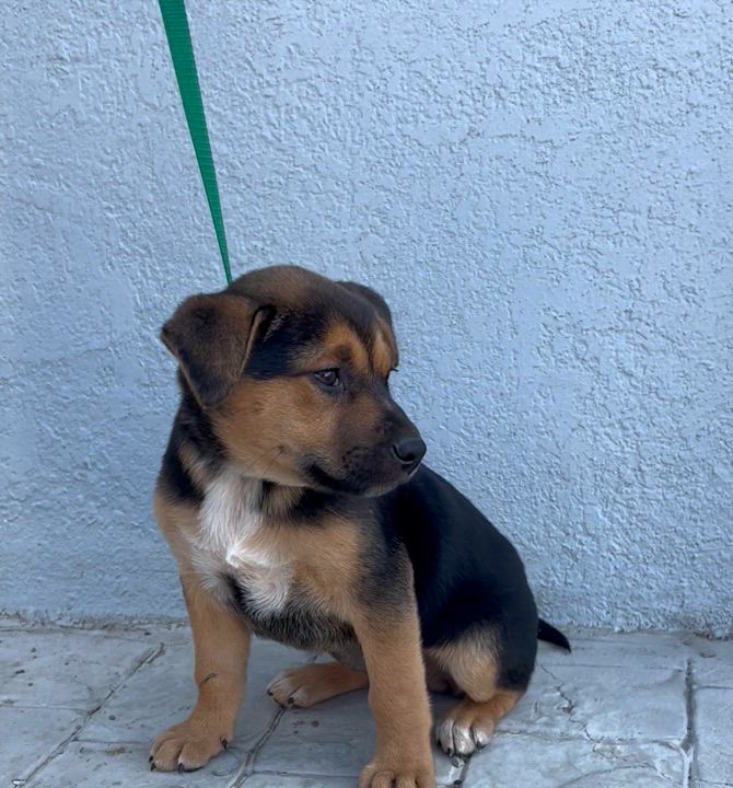 Enlarge Candy, a Adoptable mixed breed in San Diego, CA video 2/2