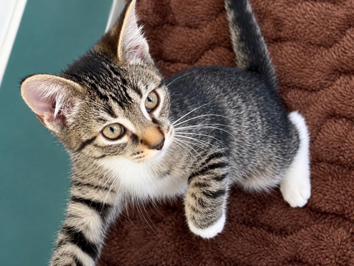 Enlarge Elton John, a Adoptable Tabby in Hempstead, NY image 1/6