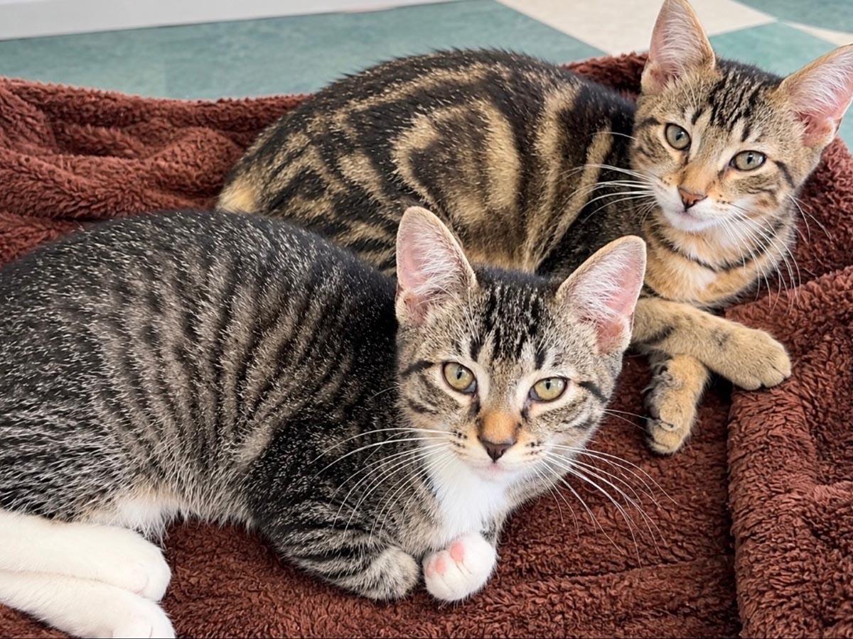 Enlarge Elton John, a Adoptable Tabby in Hempstead, NY image 2/6