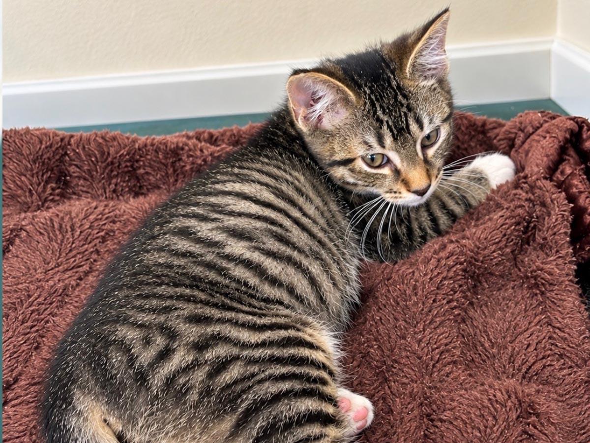 Enlarge Elton John, a Adoptable Tabby in Hempstead, NY image 3/6