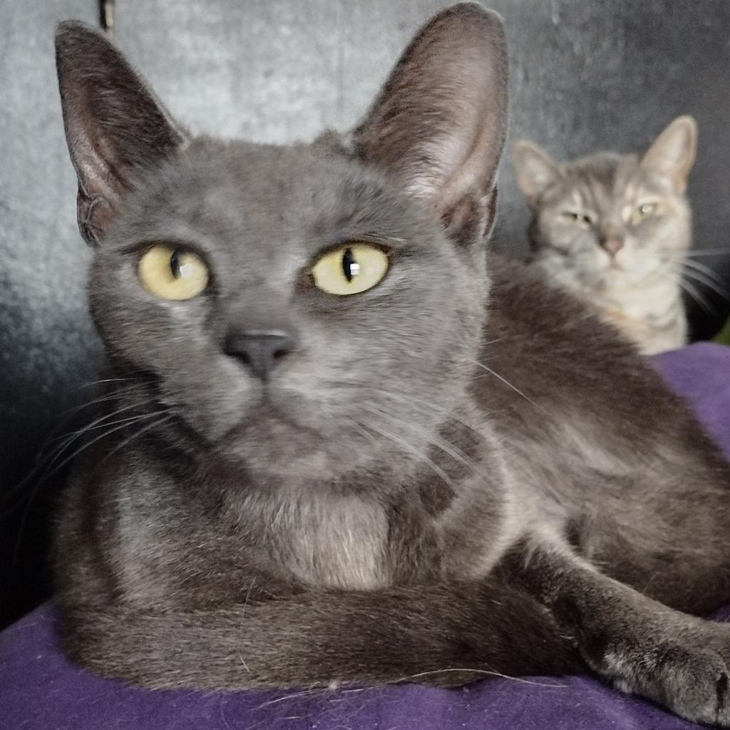 Midnight, Adoptable, Adult Female Domestic Short Hair.