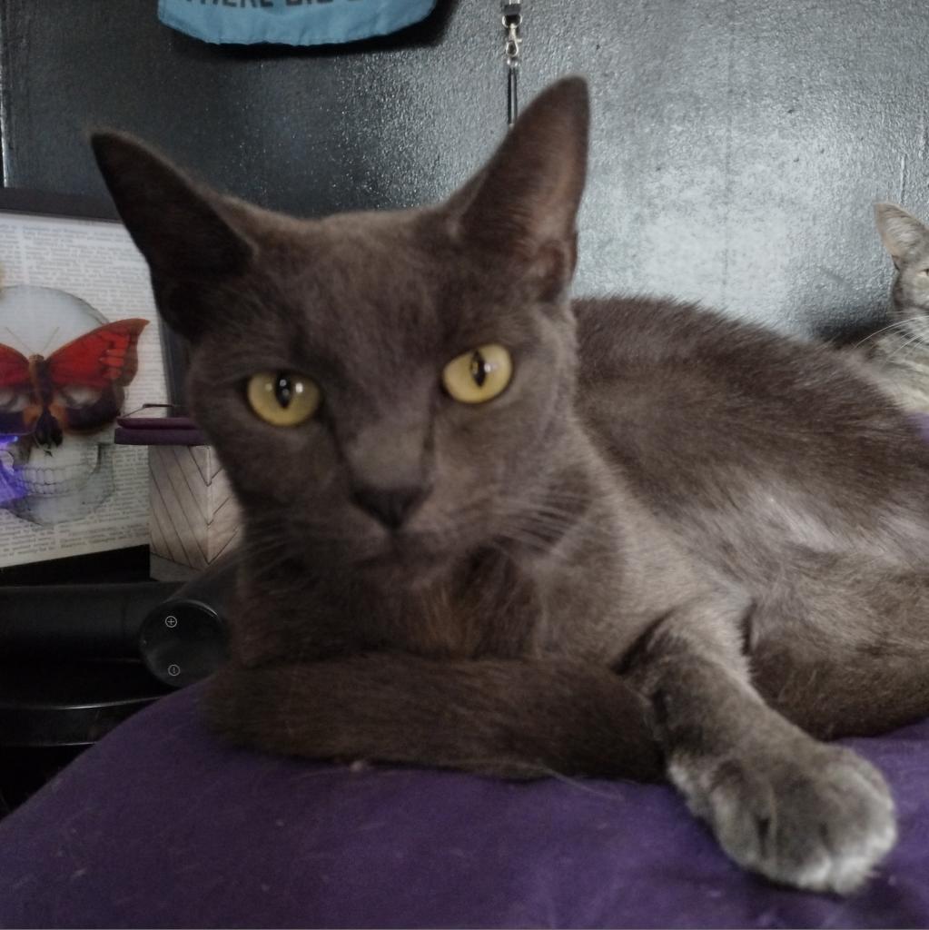 Enlarge Midnight, a Adoptable Domestic Short Hair in Winchester, VA image 2/4