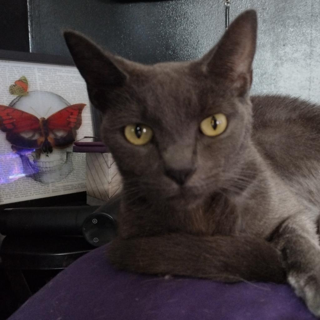 Enlarge Midnight, a Adoptable Domestic Short Hair in Winchester, VA image 3/4