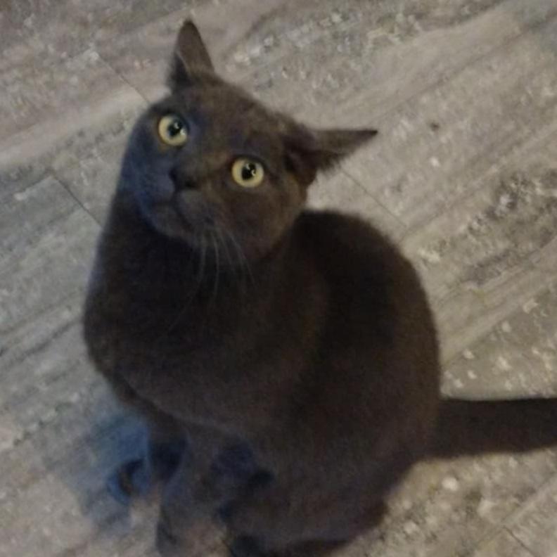 Enlarge Midnight, a Adoptable Domestic Short Hair in Winchester, VA image 4/4