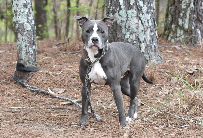 Sapphire #19282, ADOPTABLE, Young Female Pit Bull Terrier.