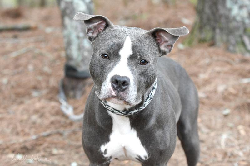 Enlarge Sapphire #19282, a ADOPTABLE mixed breed in Monroe, GA image 6/6