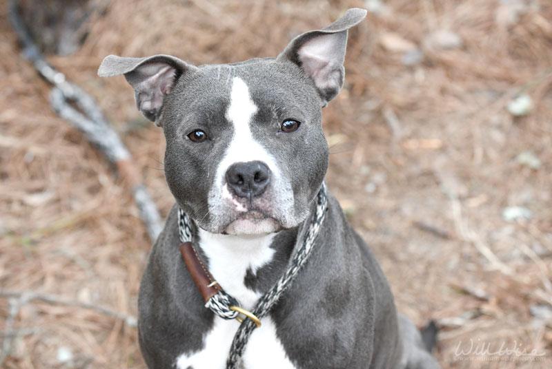 Enlarge Sapphire #19282, a ADOPTABLE mixed breed in Monroe, GA image 4/6