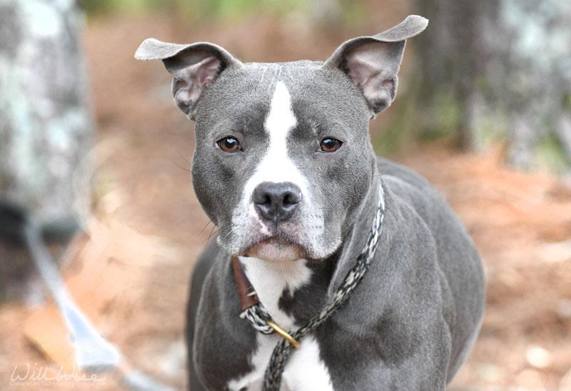 Enlarge Sapphire #19282, a ADOPTABLE mixed breed in Monroe, GA image 5/6