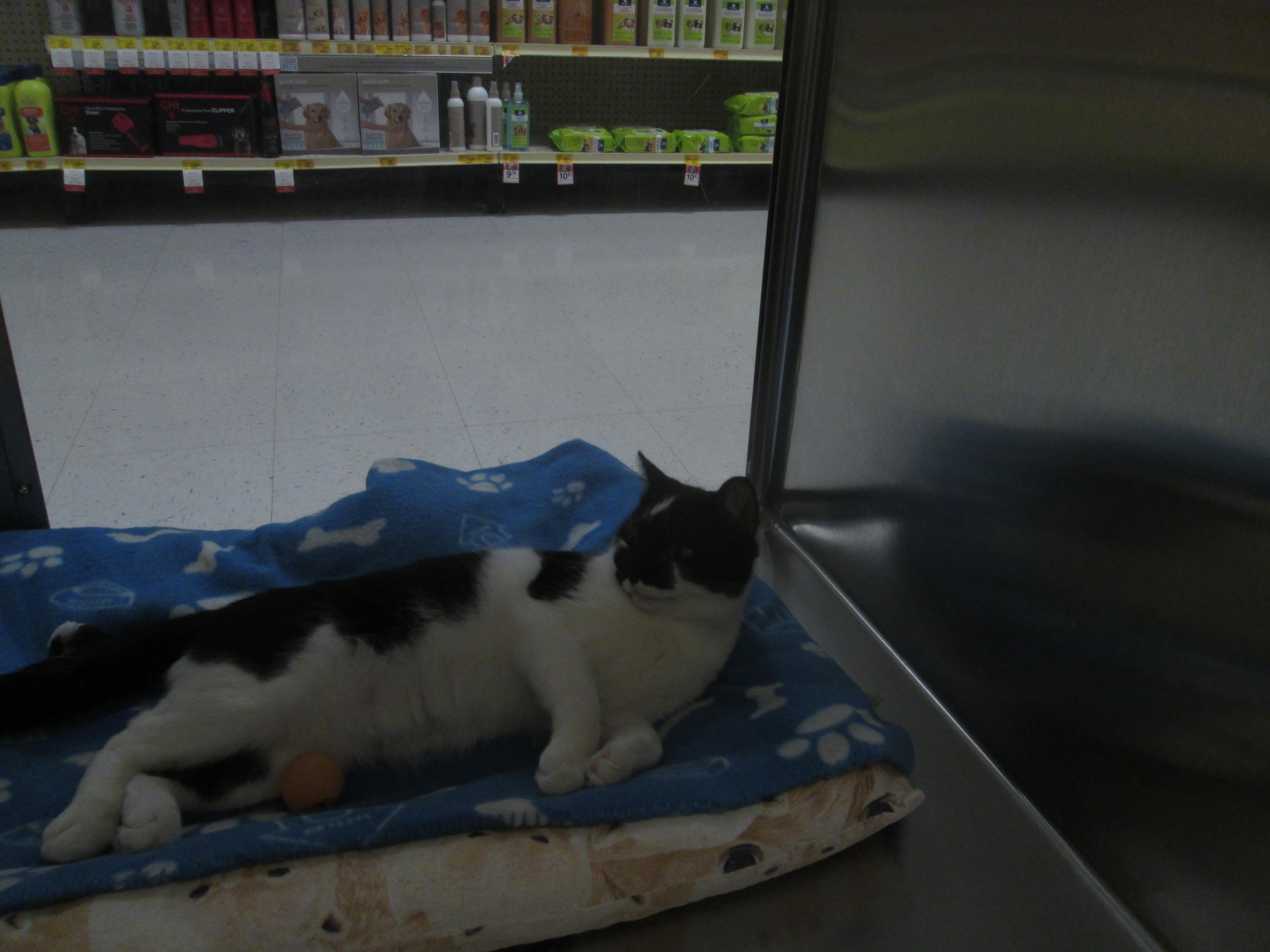 Enlarge Storm, a Adoptable Domestic Short Hair in Pickering, ON image 1/1