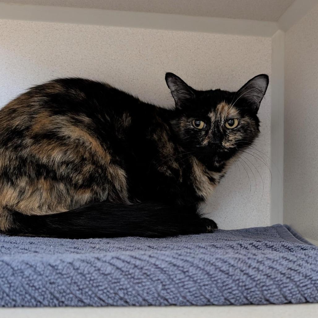 Enlarge Fresh Getaway, a Adoptable Domestic Short Hair in Tacoma, WA image 1/1