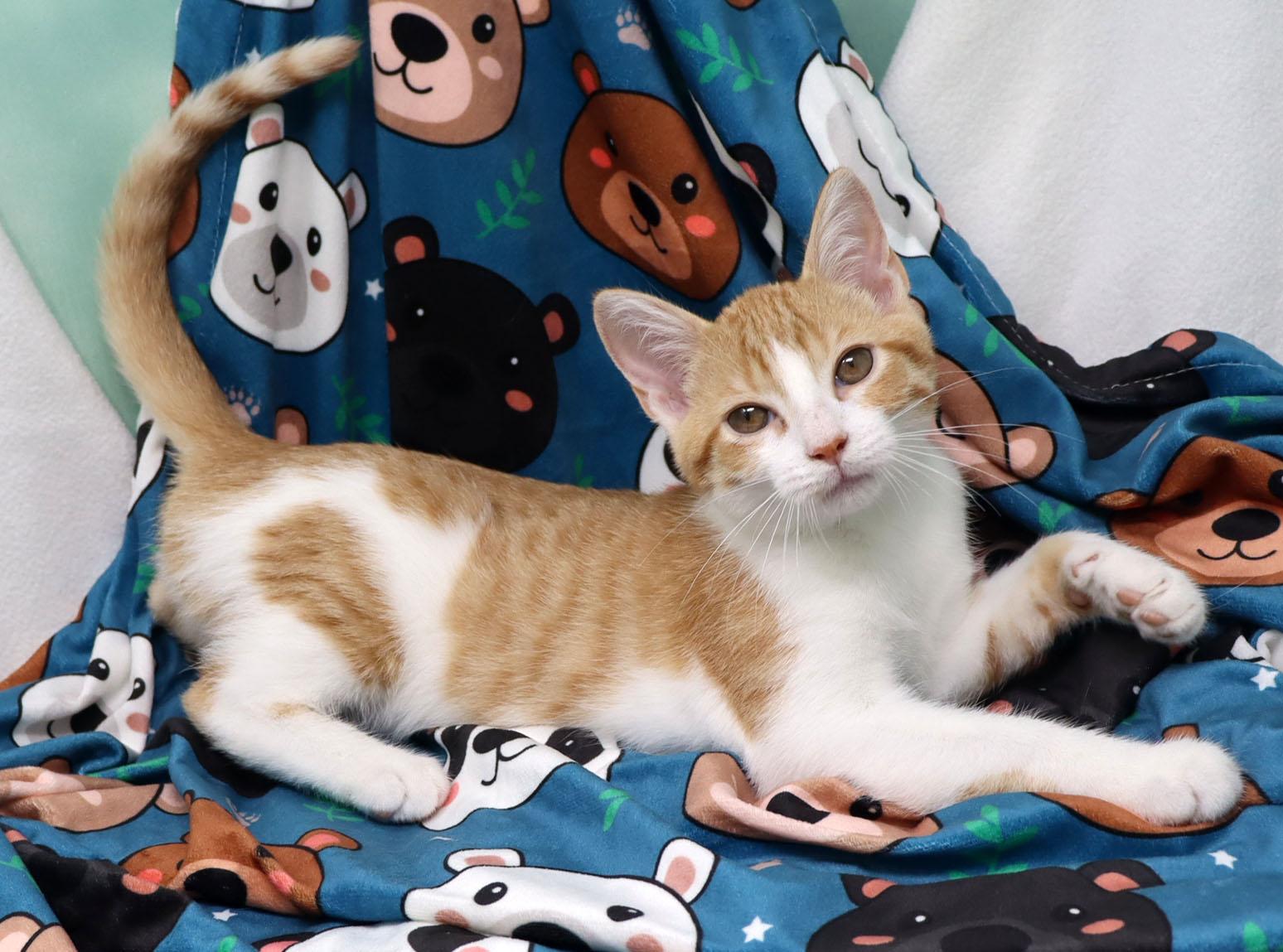 Heathcliff, an adopted Domestic Short Hair in Tierra Verde, FL image 2/3