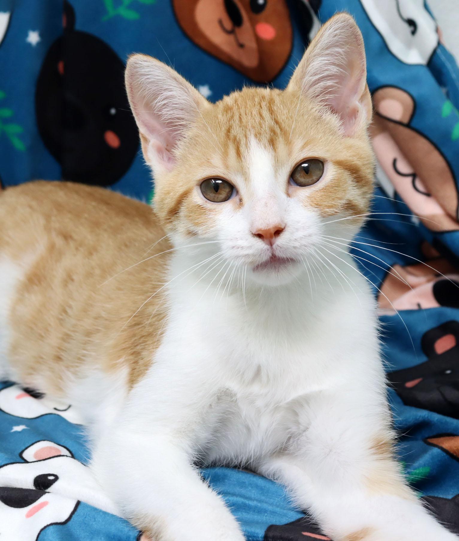 Heathcliff, an adopted Domestic Short Hair in Tierra Verde, FL image 1/3