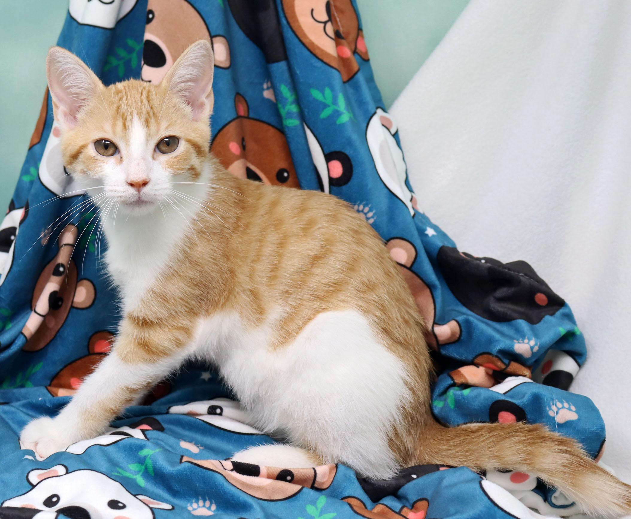 Heathcliff, an adopted Domestic Short Hair in Tierra Verde, FL image 3/3