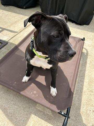 Enlarge Nico, a Adopted mixed breed in Alexandria, VA image 1/5