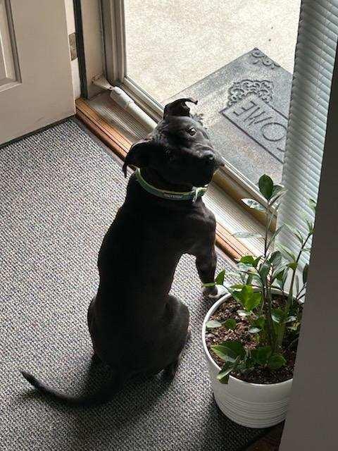 Nico, Adopted, Young Male Staffordshire Bull Terrier & Labrador Retriever.