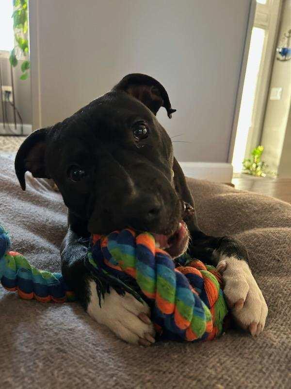 Enlarge Nico, a Adopted mixed breed in Alexandria, VA image 3/5