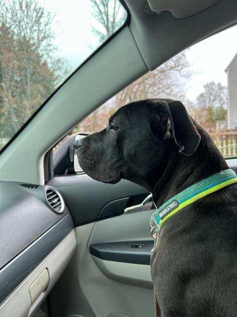 Enlarge Nico, a Adopted mixed breed in Alexandria, VA image 4/5