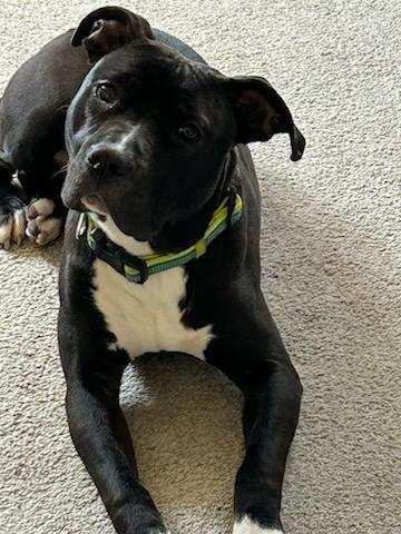 Enlarge Nico, a Adopted mixed breed in Alexandria, VA image 5/5