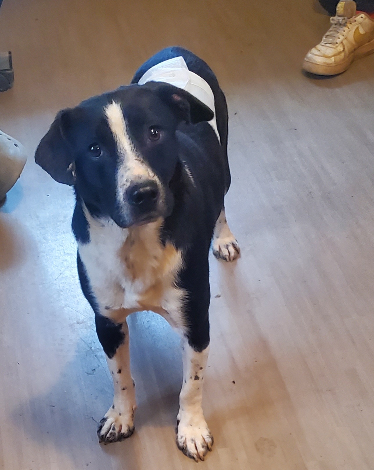 Oreo, a Adoptable mixed breed in Campton, KY image 1/6