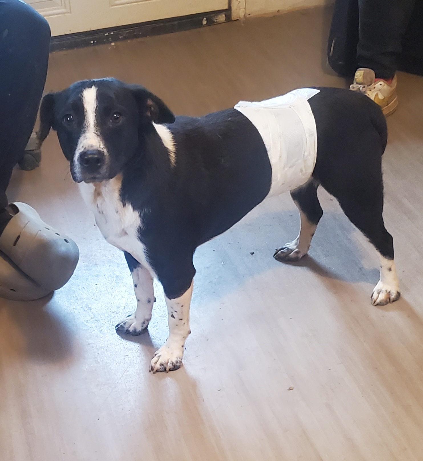 Oreo, a Adoptable mixed breed in Campton, KY image 5/6