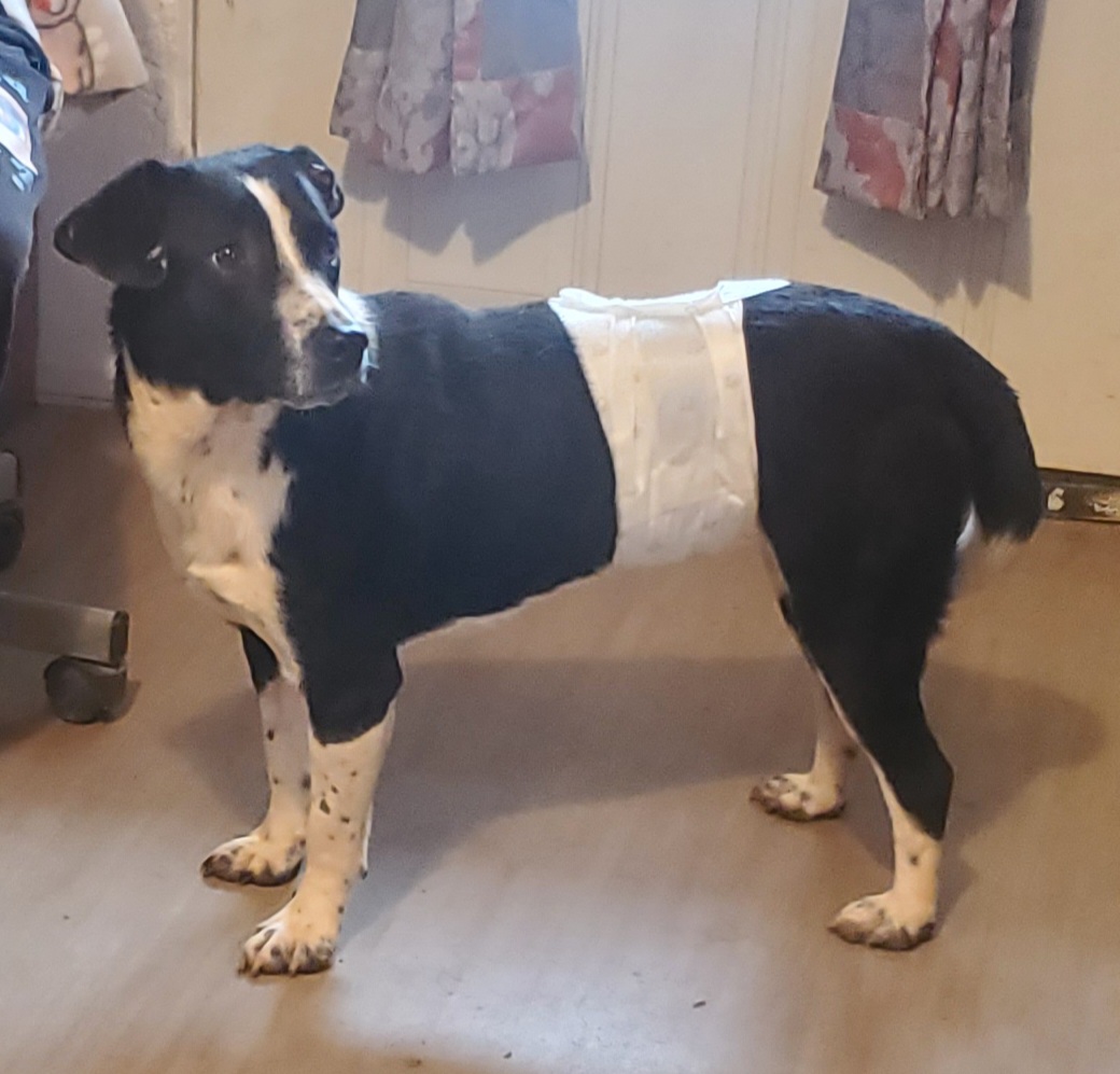 Oreo, a Adoptable mixed breed in Campton, KY image 4/6