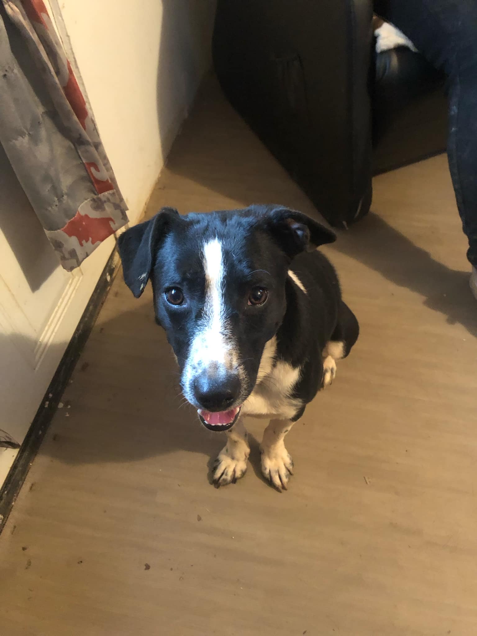 Oreo, a Adoptable mixed breed in Campton, KY image 2/6