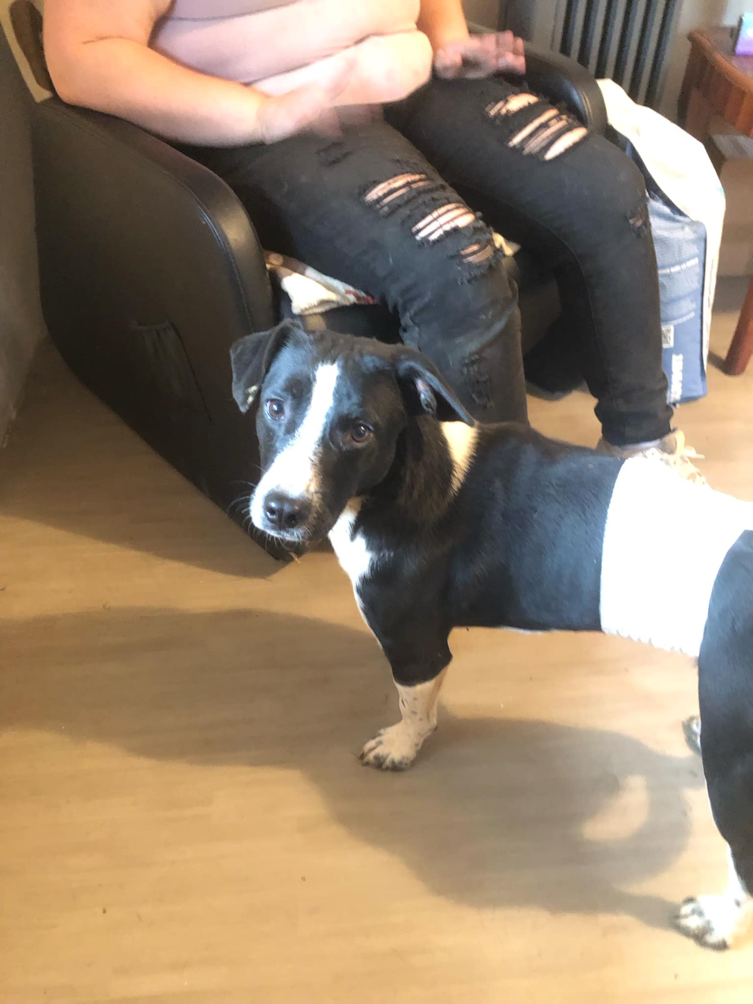 Oreo, a Adoptable mixed breed in Campton, KY image 3/6