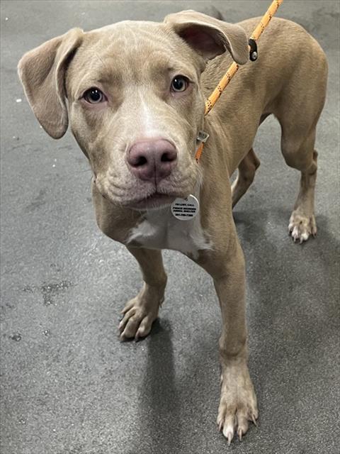 HANZEL, Adoptable, Young Male Pit Bull Terrier.