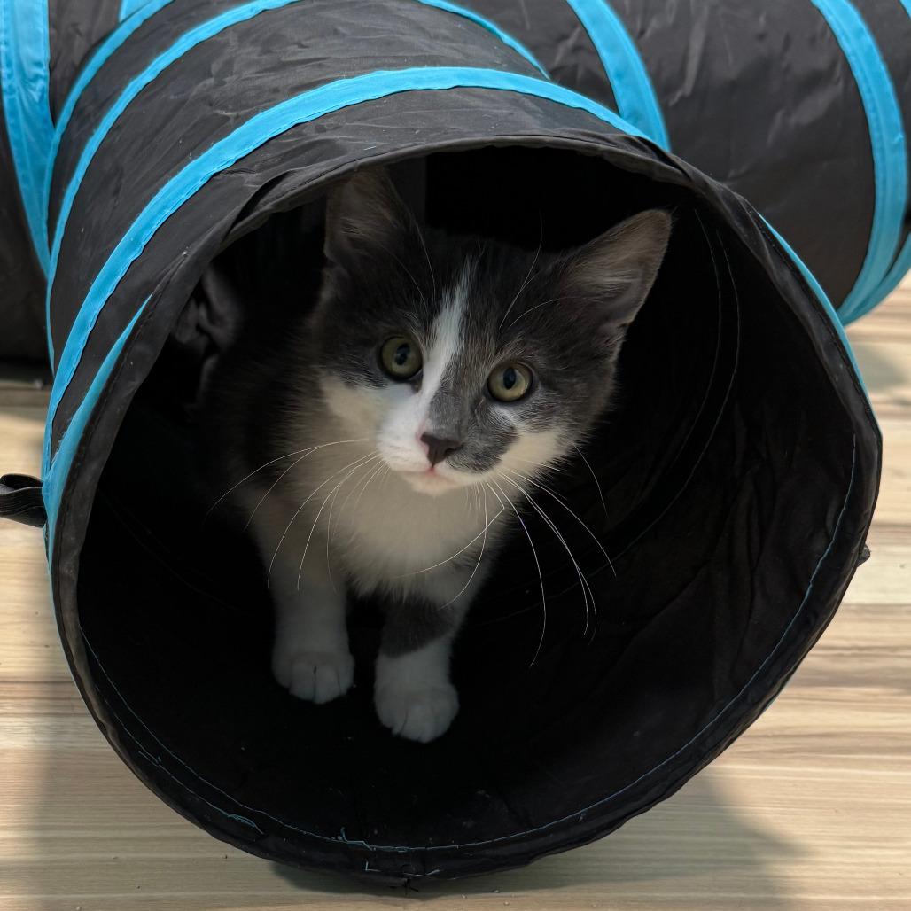 Sonny - Bonded to Cher, Adoptable, Kitten Male Domestic Short Hair.