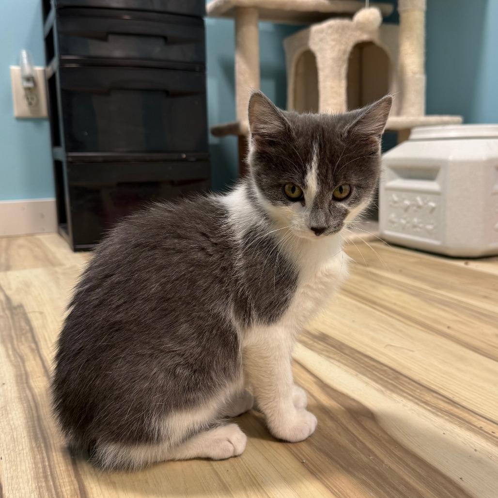 Enlarge Sonny - Bonded to Cher, a Adoptable Domestic Short Hair in Middleton, WI image 2/5