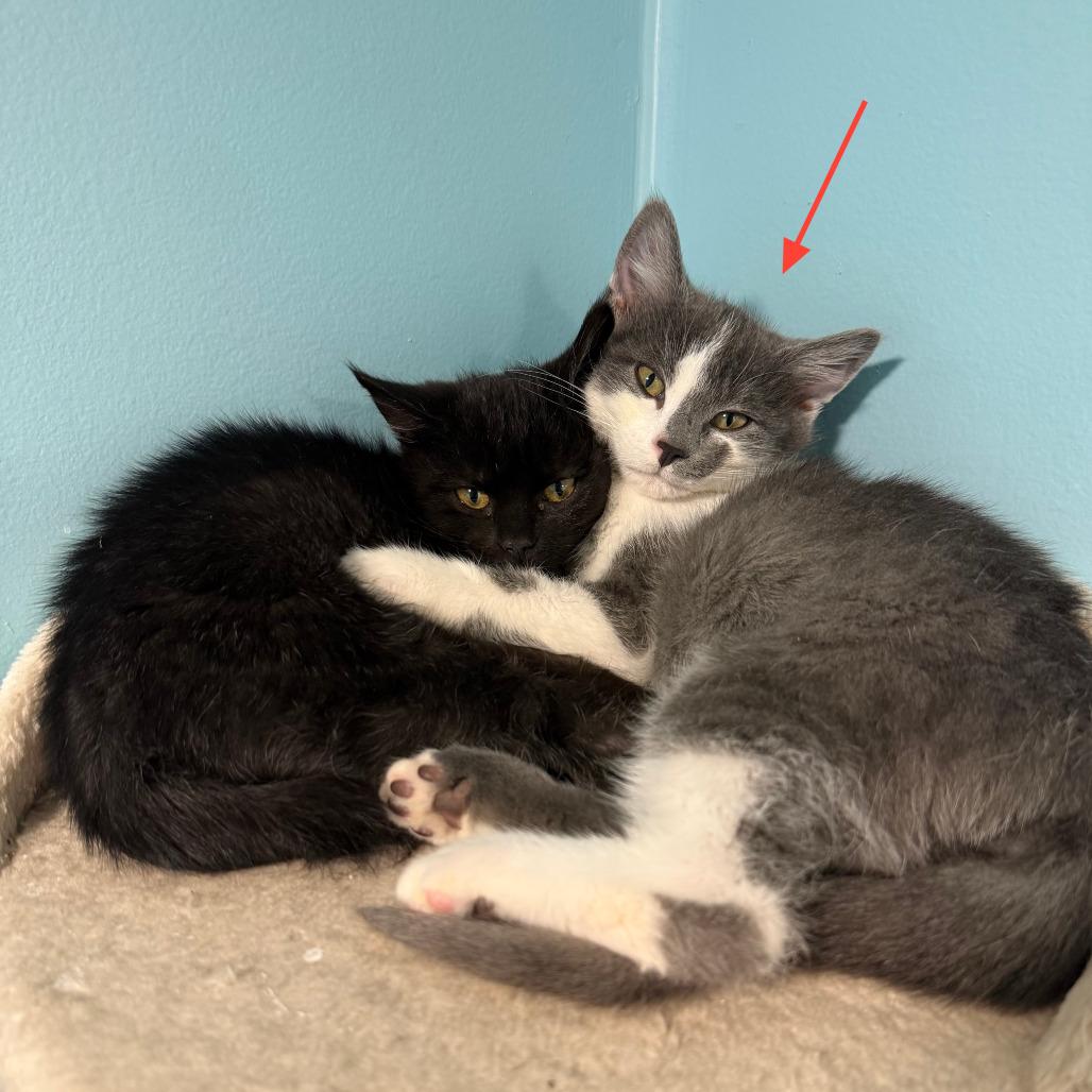 Enlarge Sonny - Bonded to Cher, a Adoptable Domestic Short Hair in Middleton, WI image 3/5