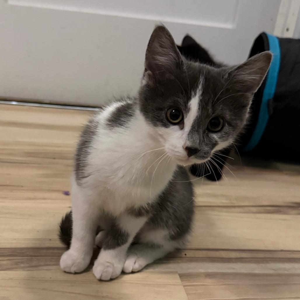 Enlarge Sonny - Bonded to Cher, a Adoptable Domestic Short Hair in Middleton, WI image 4/5