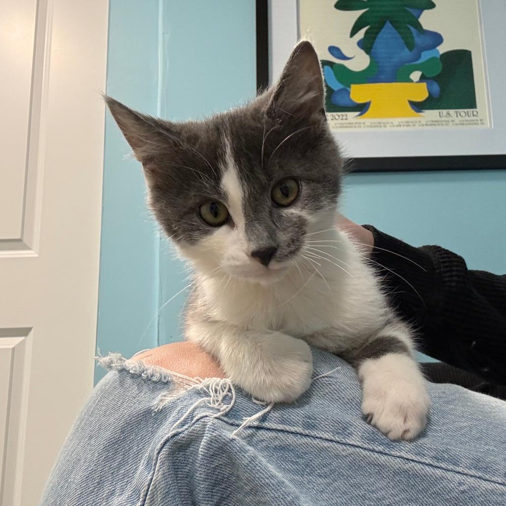 Enlarge Sonny - Bonded to Cher, a Adoptable Domestic Short Hair in Middleton, WI image 5/5