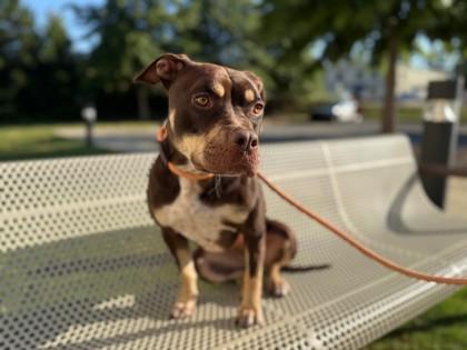 Magnolia 616-25, Adoptable, Adult Female Pit Bull Terrier & Mixed Breed.