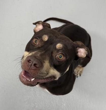 Magnolia 616-25, a Adoptable mixed breed in Cumming, GA image 2/3