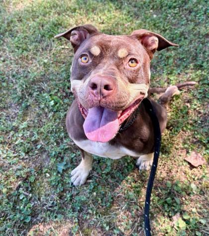 Magnolia 616-25, a Adoptable mixed breed in Cumming, GA image 3/3