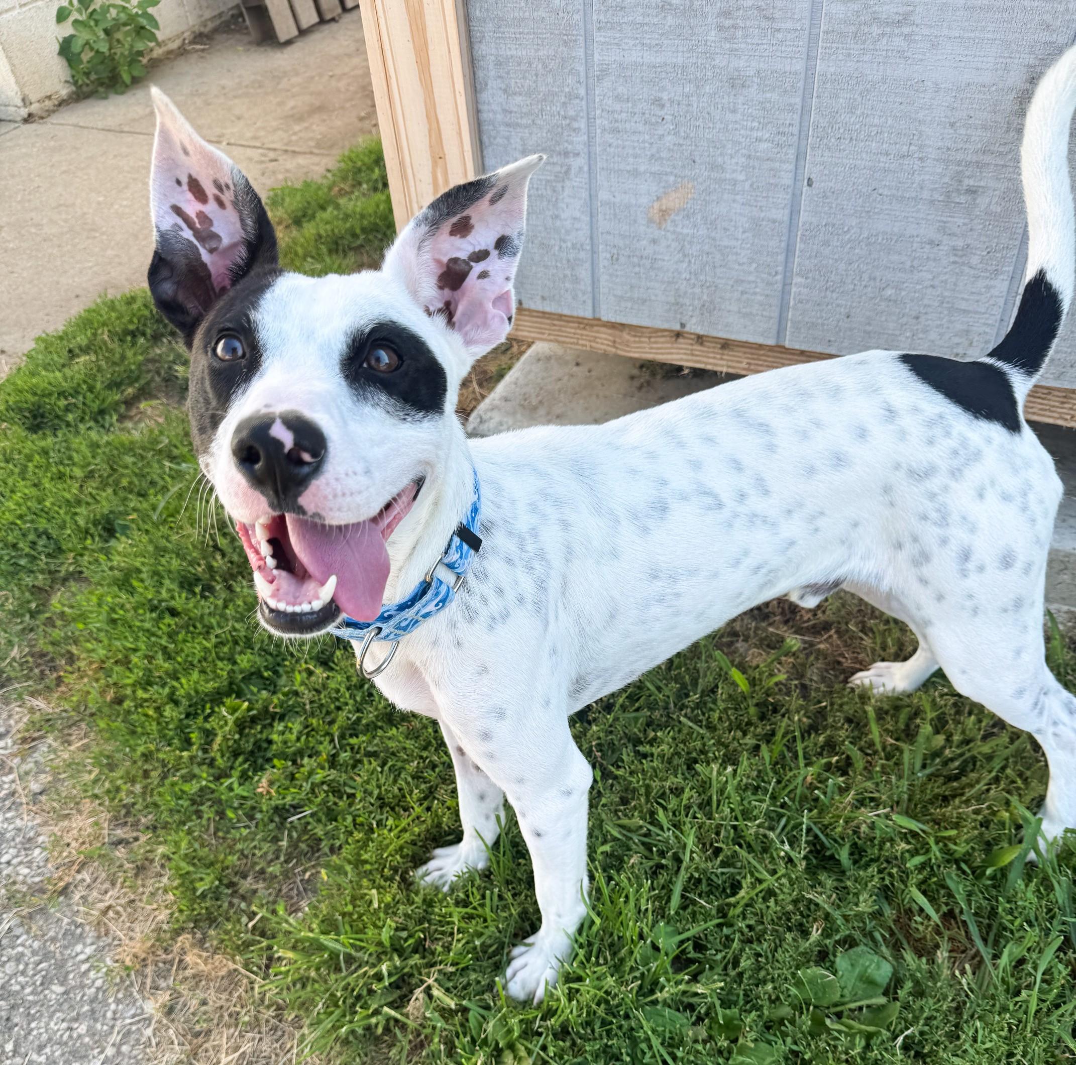 Punky, a ADOPTABLE mixed breed in Euclid, OH image 5/5