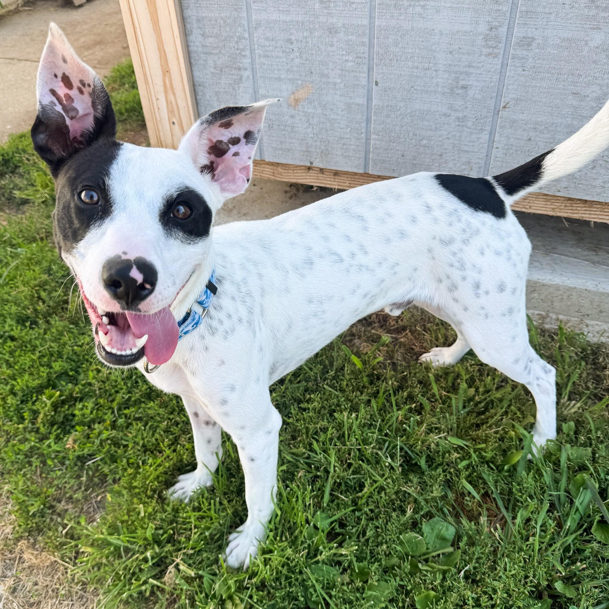 Punky, ADOPTABLE, Young Male Pit Bull Terrier & Terrier.