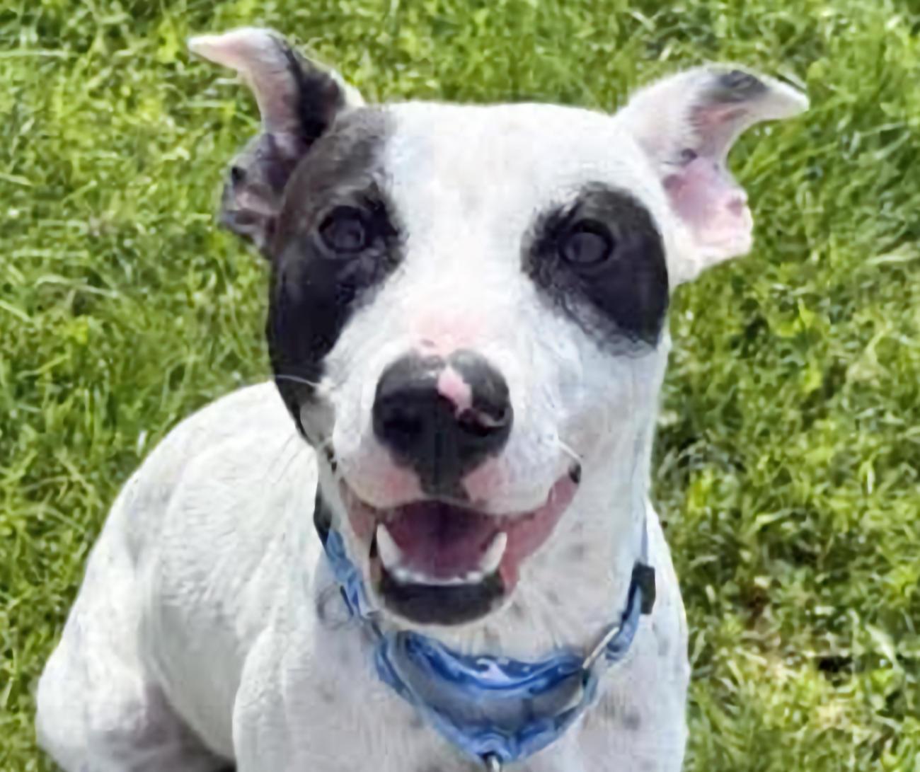 Punky, a ADOPTABLE mixed breed in Euclid, OH image 2/5