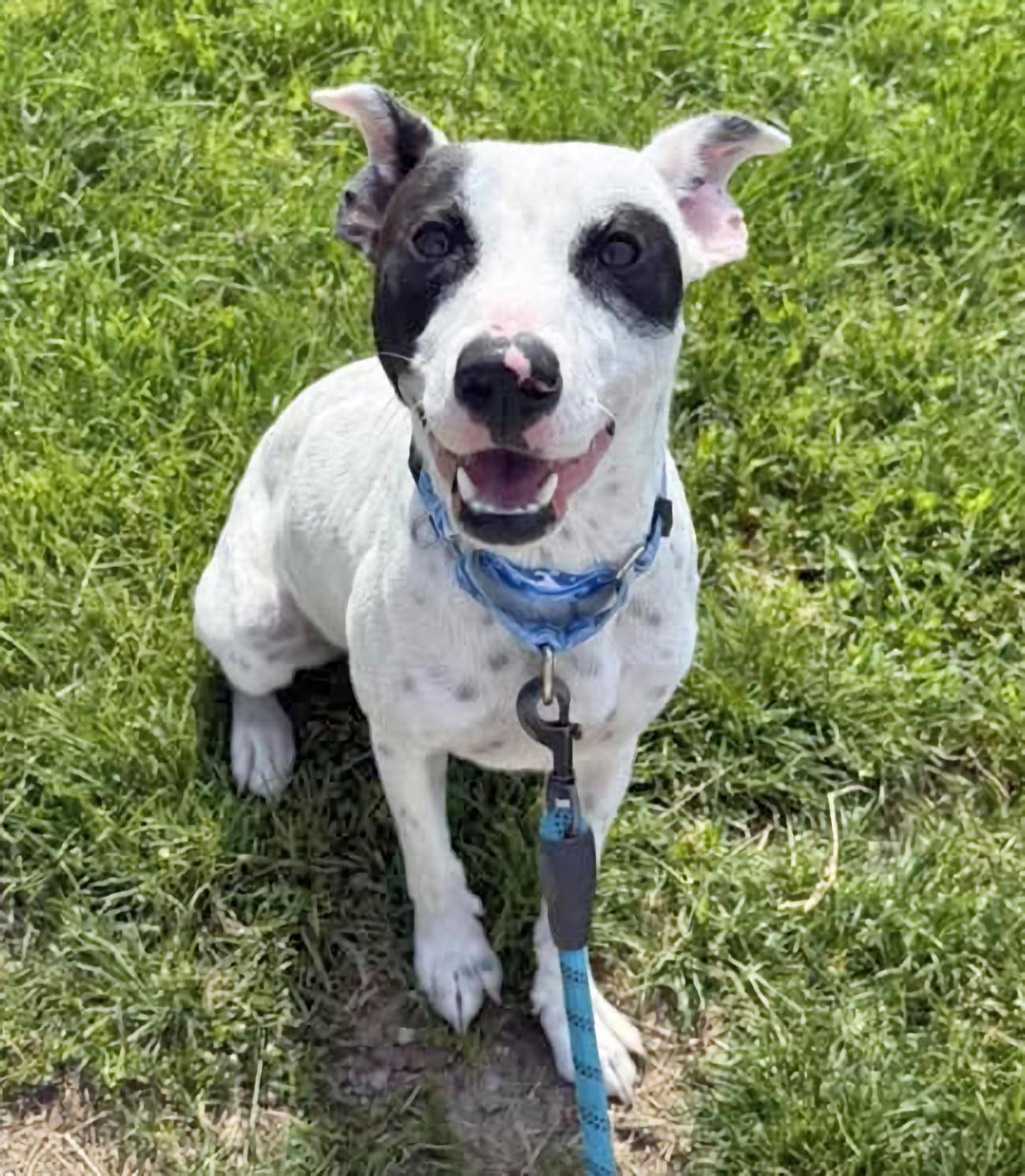 Punky, a ADOPTABLE mixed breed in Euclid, OH image 3/5