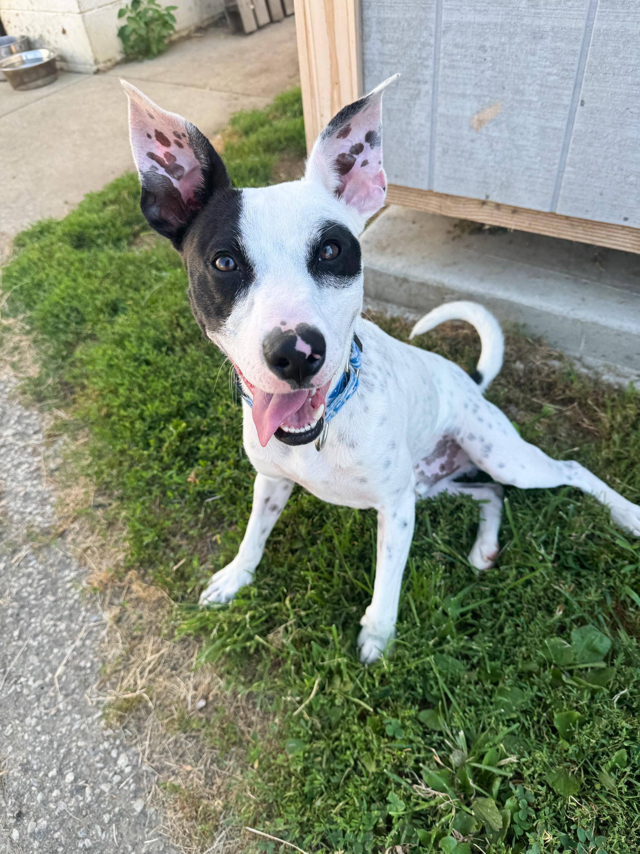 Punky, a ADOPTABLE mixed breed in Euclid, OH image 4/5