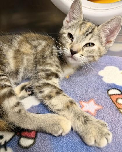 Maple Syrup, Adoptable, Kitten Female Domestic Short Hair & Domestic Short Hair.