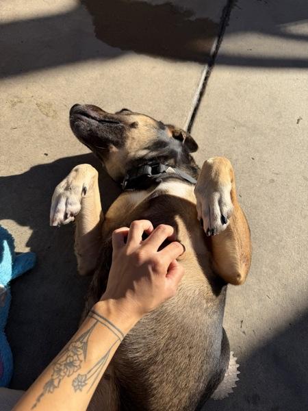 Eva, Adoptable, Adult Female German Shepherd Dog & Pit Bull Terrier.