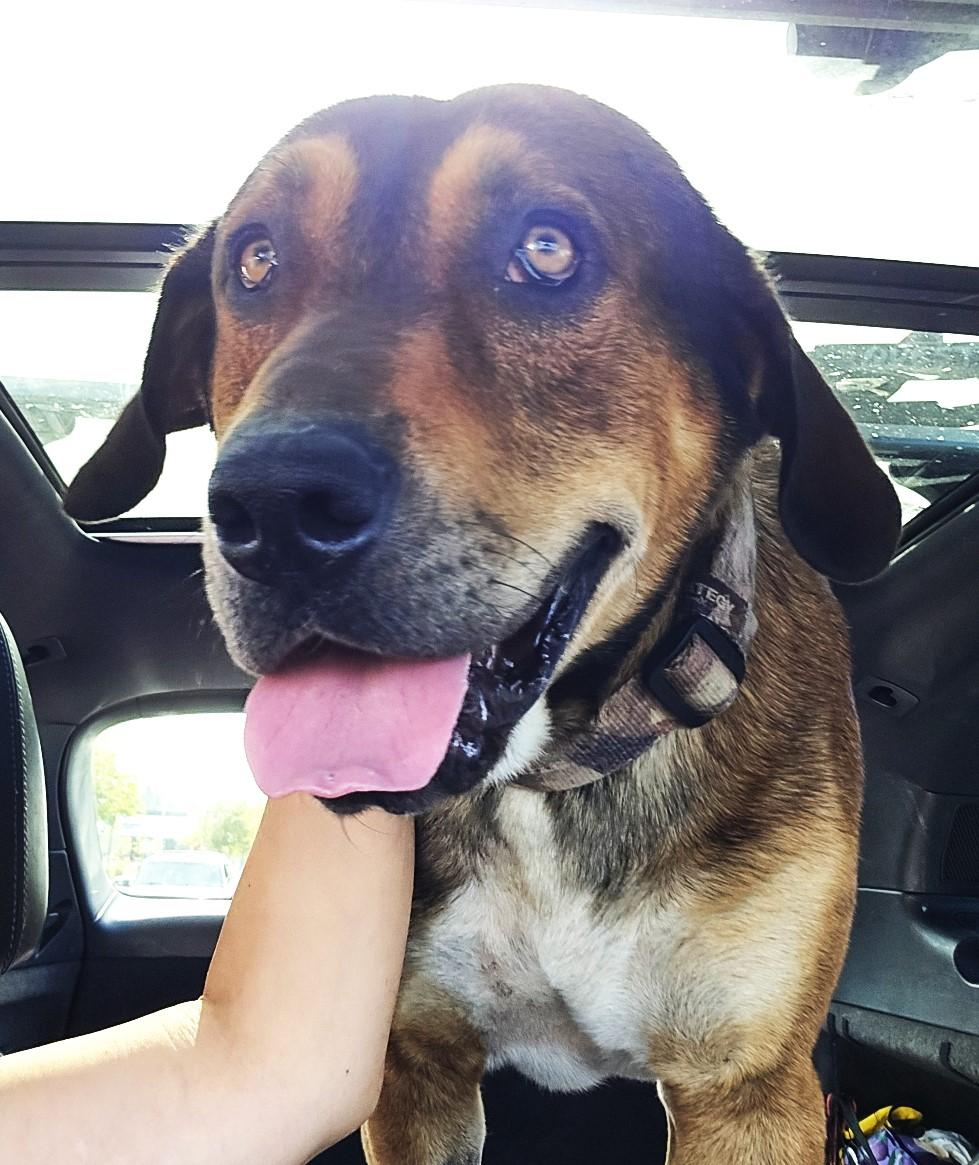 Enlarge Steve, handsome, smart & playful family boy!, a ADOPTABLE mixed breed in Bonney Lake, WA image 2/3