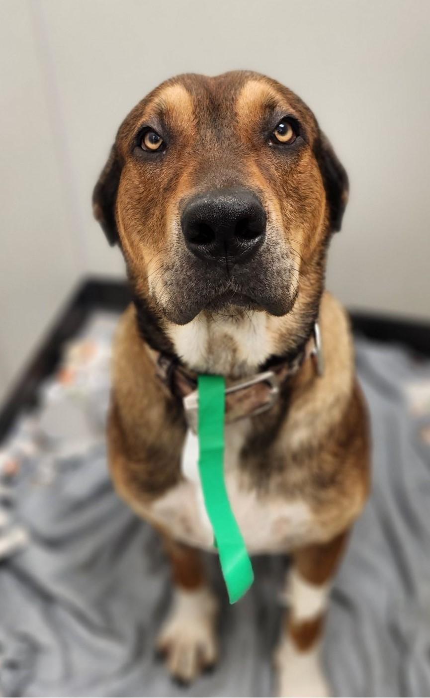 Enlarge Steve, handsome, smart & playful family boy!, a ADOPTABLE mixed breed in Bonney Lake, WA image 1/3