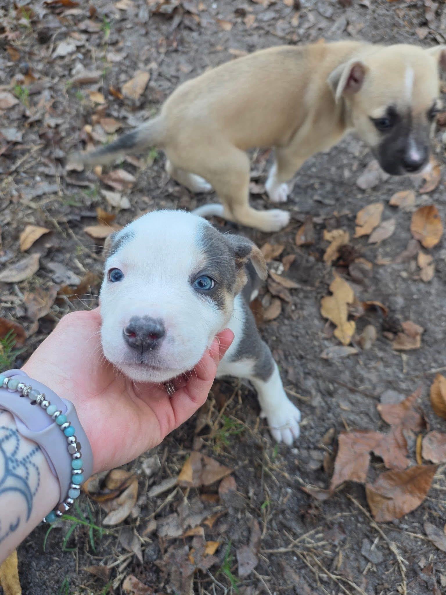 Enlarge Apollo, a ADOPTABLE mixed breed in Lutz, FL image 2/2