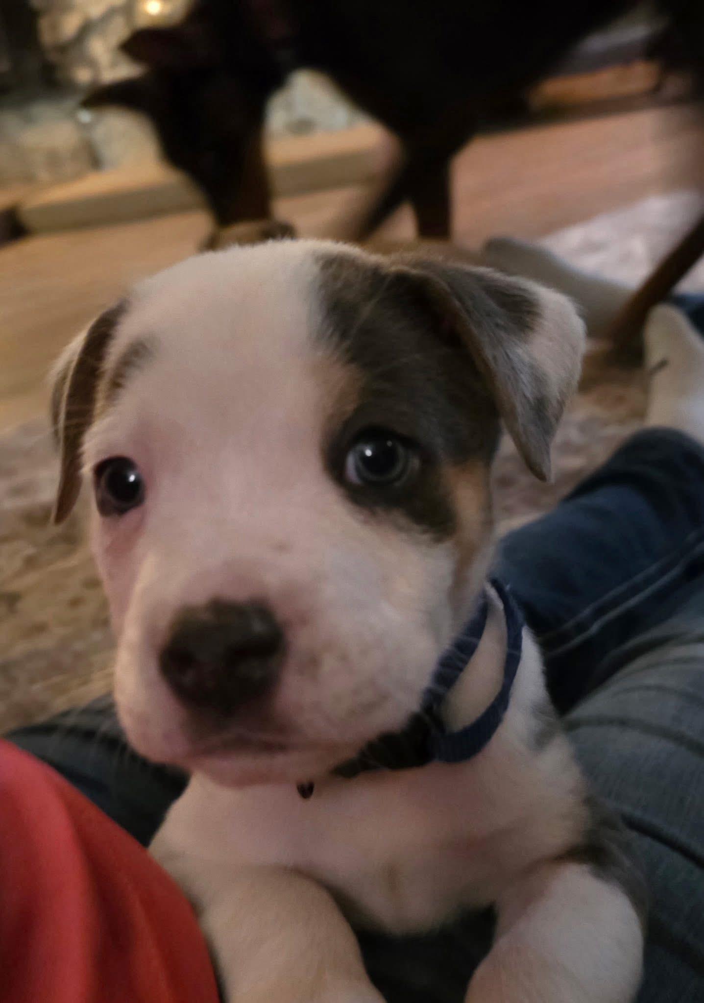 Apollo, ADOPTABLE, Puppy Male Collie & Pit Bull Terrier.