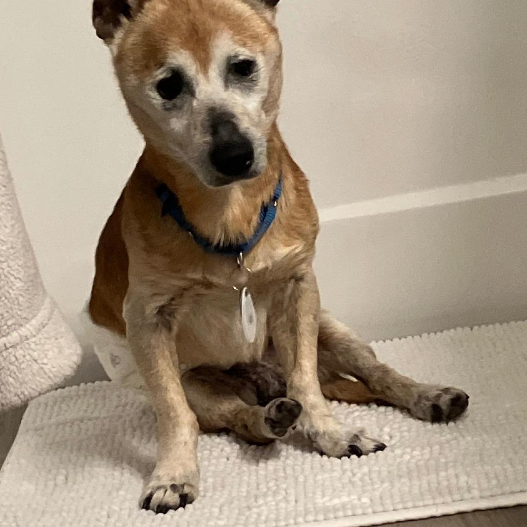 Barley, Adoptable, Senior Male Chihuahua.