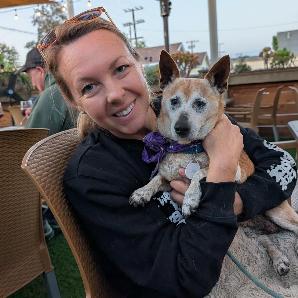 Enlarge Barley, a Adoptable Chihuahua in Ramona, CA image 1/6