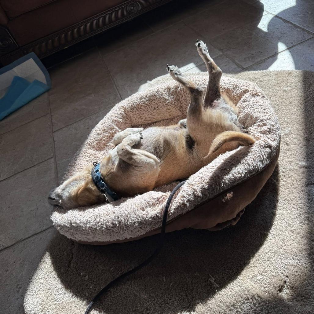Enlarge Barley, a Adoptable Chihuahua in Ramona, CA image 2/6